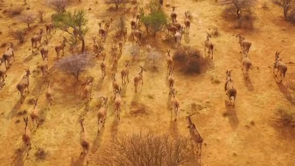 Remarquable Prise Aérienne Antilopes Terrestres Qui Migrent Travers Brousse Savane — Video