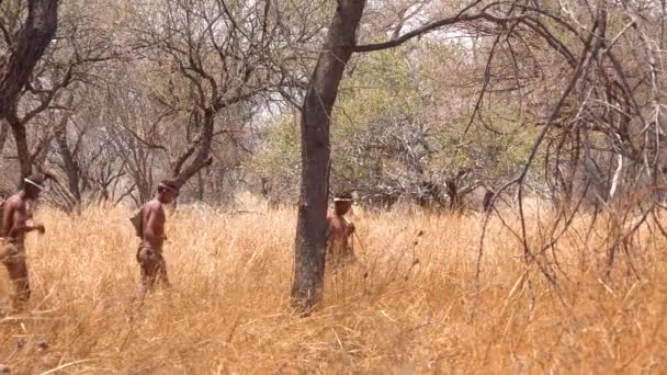 ナミビアアフリカのサン部族のブッシュマンハンターは 静かに歩き 空気を嗅ぎ 獲物のための風向狩猟のための土壌をサンプリングします — ストック動画