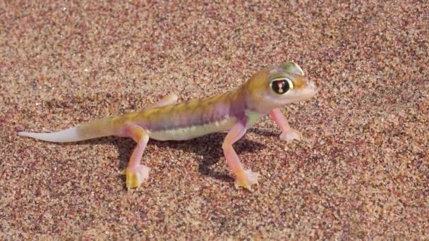 Eine Makroaufnahme Einer Niedlichen Kleinen Namib Wüstengecko Eidechse Mit Großen — Stockvideo