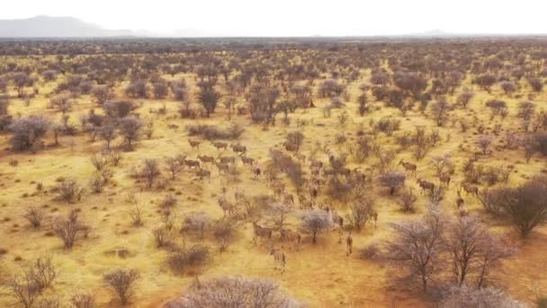 Notável Drone Aéreo Segue Uma Grande Manada Antílope Elande Savana — Vídeo de Stock