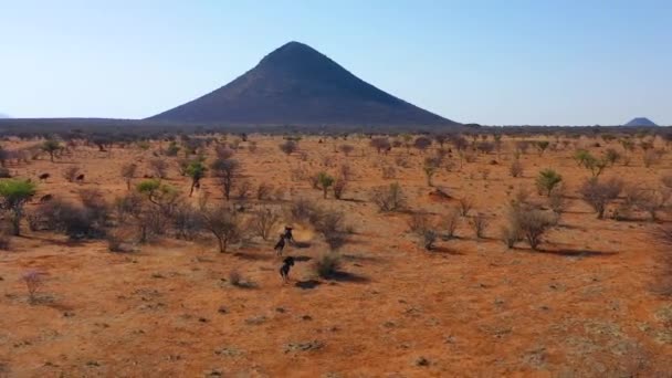 Excelente Dron Aéreo Ñus Negro Corriendo Por Las Llanuras África — Vídeo de stock