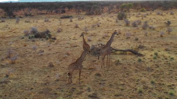 Воздух Над Жирафами Стоящими Саванне Сафари Парке Эринди Намибия — стоковое видео
