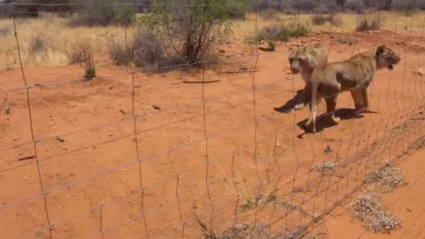 怒り狂ったライオンはアフリカの野生動物公園ではほとんど生肉ではありません — ストック動画