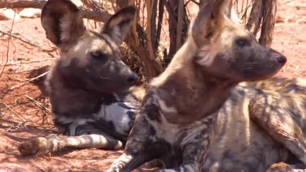 Rare Endangered African Wild Dogs Huge Ears Lie Shade Savannah — Stock Video