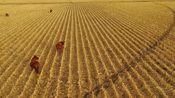 Gyönyörű Drón Légi Felett Farm Mezők Tehenek Alkonyatkor Vidéki Nebraska — Stock videók