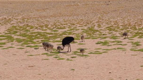 Une Mère Oiseau Autruche Ses Bébés Marchent Dans Désert — Video