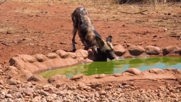 Ritka Veszélyeztetett Afrikai Vadkutyák Kóborolnak Szavannán Namíbiában Afrikában — Stock videók