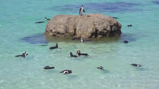 Dutzende Schwarzfußpinguine Schwimmen Der Nähe Von Boulder Beach Kap Der — Stockvideo