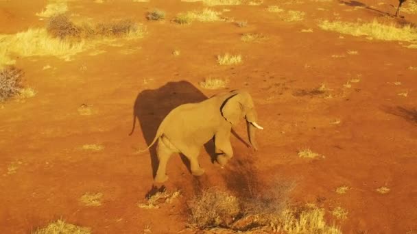 ナミビアのエリンディ公園のサファリで日没時にアフリカのサバンナを歩く美しい象の上に空中ドローン — ストック動画