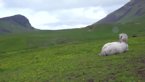 Zbliżenie Pięknego Islandzkiego Konia Kucyka Leżącego Zielonym Polu Islandii — Wideo stockowe