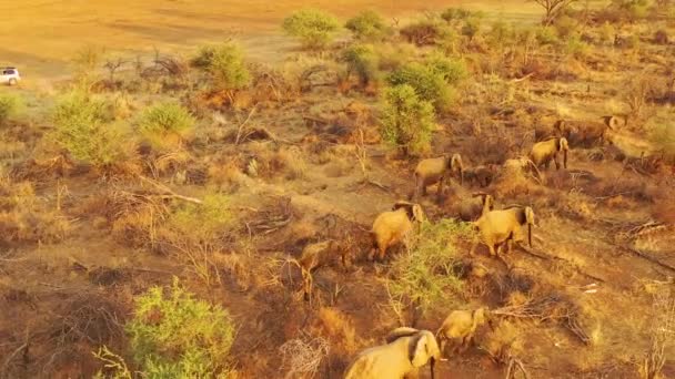 Drone Antenne Een Enorme Familie Kudde Afrikaanse Olifanten Bewegend Door — Stockvideo