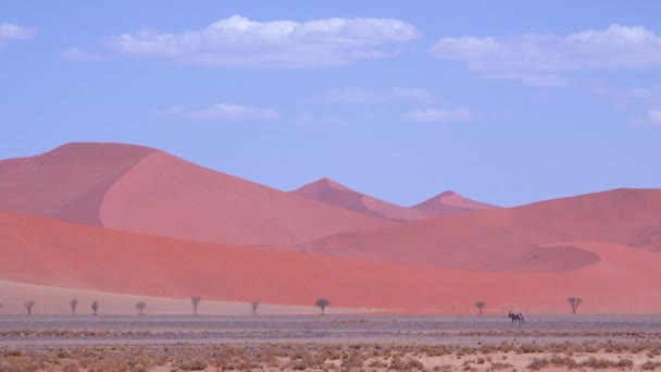 Vue Remarquable Légèrement Irréelle Oryx Traversant Désert Namibien Namibie Avec — Video