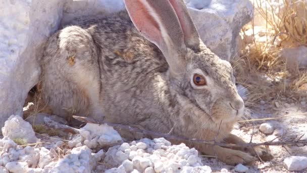 非常に大きな耳を持つ警告アフリカのスクラブウサギが地面に座っています — ストック動画