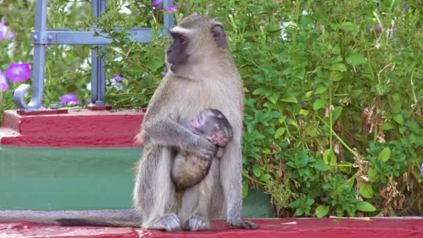 アフリカでの写真のための獣医猿の母親と赤ちゃんのポーズ — ストック動画