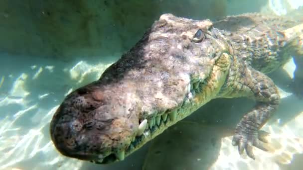 Unterwasseraufnahme Eines Krokodils Sambesi Fluss Simbabwe Afrika — Stockvideo