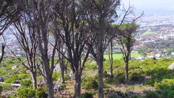 Vzdušné Stoupání Odhalit Panorama Centra Kapského Města Jižní Afrika Kopce — Stock video