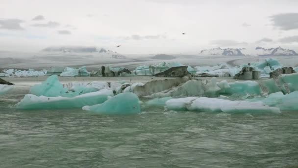 Icebergs Arctic Tern Birds River Frozen Arctic Jokulsarlon Glacier Lagoon — Stock Video