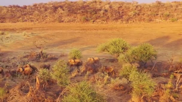 Incredible Drone Aerial Huge Family Herd African Elephants Moving Bush — Stock Video