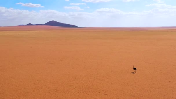 Vzdušné Jako Velmi Osamělý Pštros Procházky Pláních Afriky Namib Poušti — Stock video