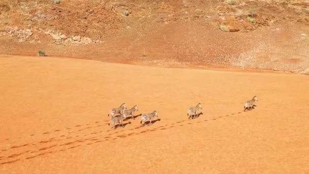Doskonała Antena Dzikiej Przyrody Zebr Biegających Pustyni Namib Afryce Namibia — Wideo stockowe