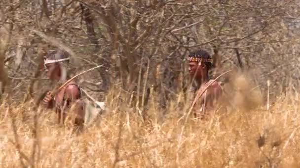 Łowcy Krzewów San Tribal Namibii Afryka Spacer Quiety Wąchać Powietrze — Wideo stockowe