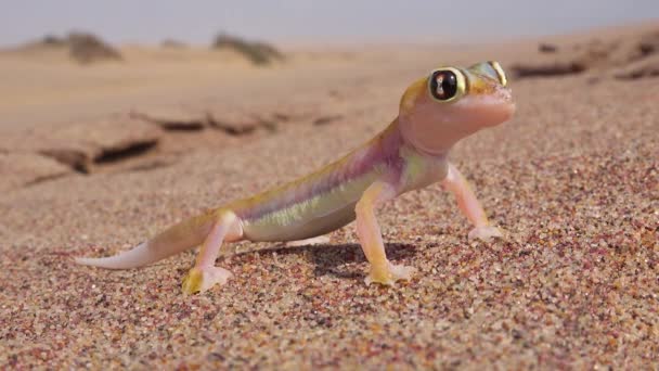 Makro Zbliżenie Słodkie Małe Namib Pustynny Gecko Jaszczurka Dużymi Odbiciowymi — Wideo stockowe