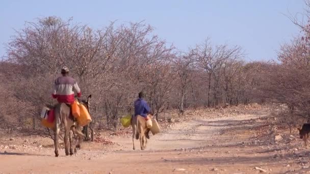 Δύο Άνδρες Himba Βόλτα Γαϊδούρια Κατά Μήκος Ενός Σκονισμένο Δρόμο — Αρχείο Βίντεο