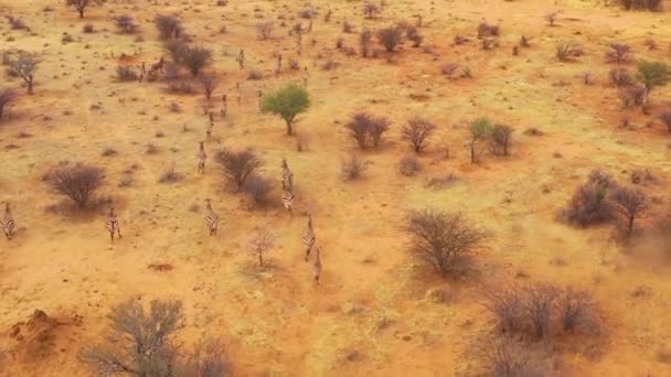 Excellent Wildlife Aerial Zebras Running Plains Africa Erindi Park Namibia — Stock Video