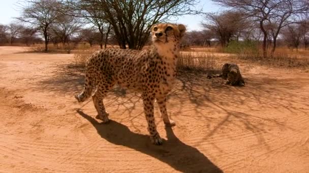 Twee Afrikaanse Cheeta Worden Gevoed Kijken Aandachtig Naar Een Cheetah — Stockvideo