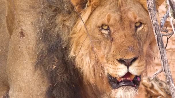 Extremo Close Rosto Leão Masculino Orgulhoso Parque Nacional Etosha Namíbia — Vídeo de Stock