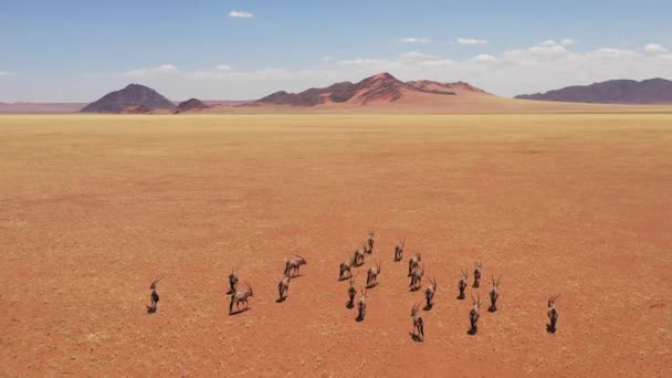 Aerial Herd Oryx Antelopes Wildlife Running Dry Empty Savannah Plains — Stok Video