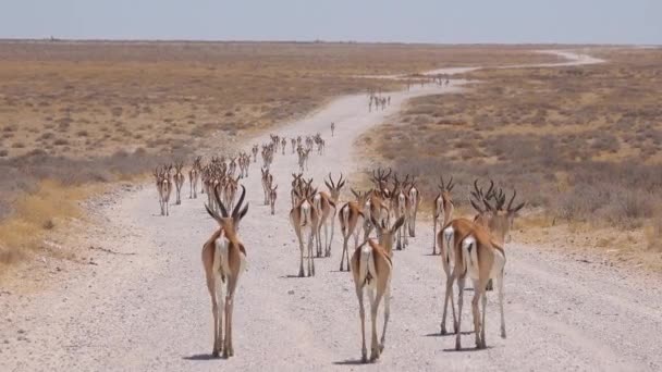 Antílope Gacela Springbok Caminar Largo Camino Tierra Través Sabana Africana — Vídeos de Stock