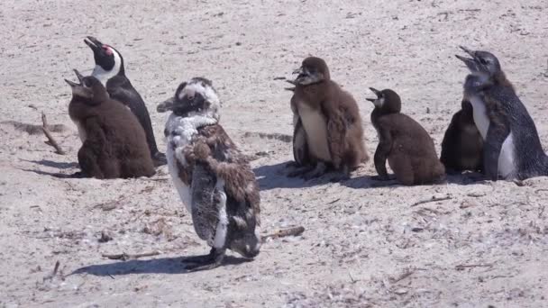 Pingüinos Patas Negras Asolan Una Playa Cabo Buena Esperanza Sudáfrica — Vídeos de Stock