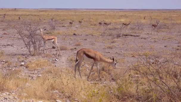 ナミビアのエトーシャ国立公園でアフリカのサバンナを歩くSpringbokガゼルカモシカ — ストック動画