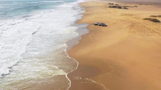 纳米比亚骷髅海岸 一头座头鲸躺在荒废的海滩上 拍到了令人难以置信的空中照片 — 图库视频影像