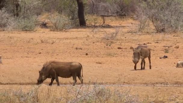Warthogs Zwerven Rond Vlakten Van Afrika — Stockvideo