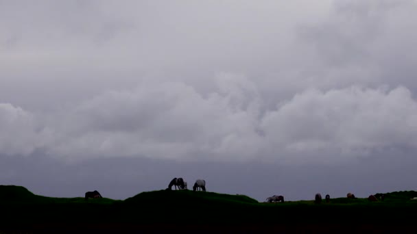 Ισλανδικά Άλογα Κλωτσούν Και Παίζουν Σιλουέτα Ένα Μοναχικό Πισινό — Αρχείο Βίντεο