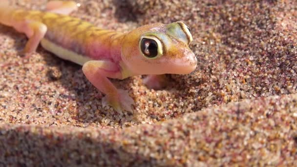 Makro Zbliżenie Ślicznej Małej Namib Pustynnej Jaszczurki Gecko Dużymi Refleksyjnymi — Wideo stockowe