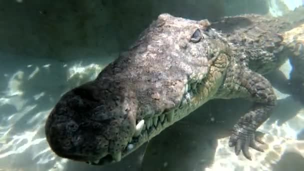 Coccodrilli Del Fiume Zambesi Strisciano Sulla Cima Immersione Gabbia Zimbabwe — Video Stock