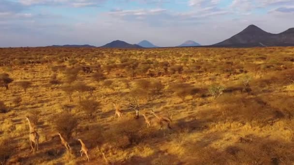 Eccellente Aerea Giraffe Esecuzione Sulla Savana Safari Nel Parco Faunistico — Video Stock