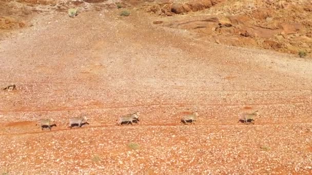 Kiváló Vadon Élő Állatok Légi Zebrák Futó Namib Sivatagban Afrika — Stock videók