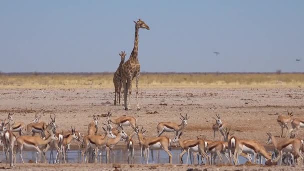 Два Жирафи Чекають Водяній Норі Десятками Спринкбокових Антилоп Передньому Плані — стокове відео