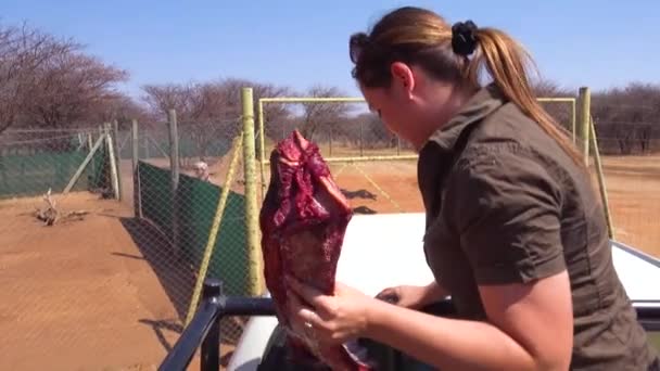 Kvinnlig Arbetare Matar Geparder Med Färskt Rött Kött Ett Cheeta — Stockvideo