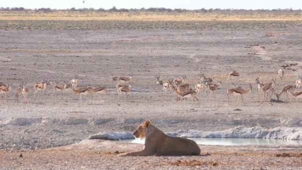 Een Vrouwelijke Leeuw Zit Savanne Afrika Overweegt Haar Volgende Maaltijd — Stockvideo