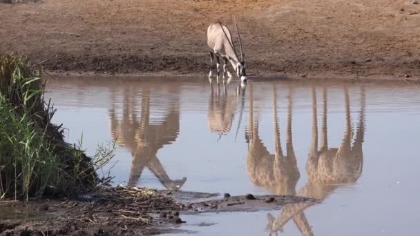 Egy Oryx Egy Víznyelőnél Afrikában Magas Zsiráfokkal Amik Tükröződnek Ebben — Stock videók