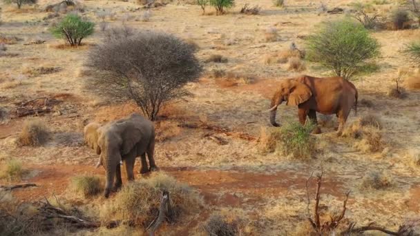 Gran Avión Tripulado Aéreo Sobre Dos Hermosos Elefantes Africanos Sabana — Vídeos de Stock