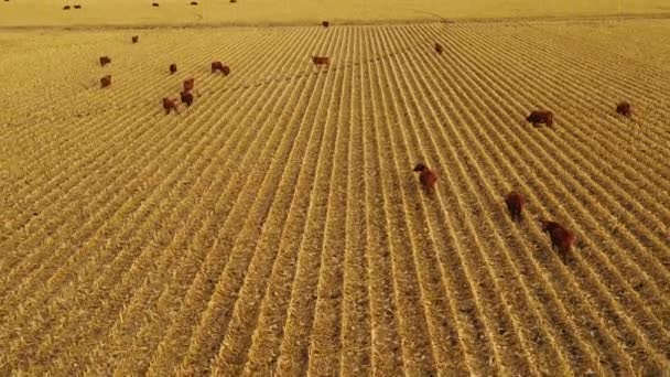 Hermosa Antena Drones Sobre Campos Agrícolas Con Vacas Atardecer Nebraska — Vídeos de Stock