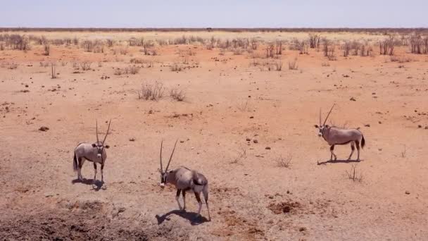 Oryx Antelopes Arrive Watering Hole Etosha National Park Namibia — Stock Video