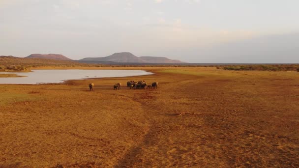令人难以置信的无人驾驶飞机飞越了在纳米比亚厄林迪公园穿越丛林和草原的一大群非洲大象 — 图库视频影像