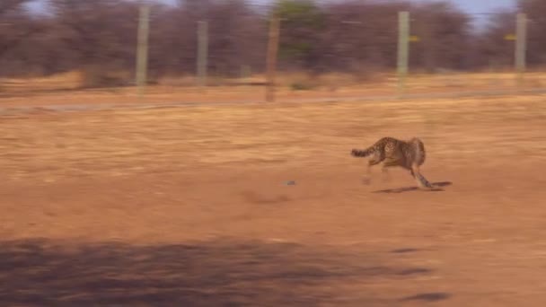 Gepárd Zsinóron Kerget Egy Csalit Gyakorlatokat Végez Egy Cheeta Rehabilitációs — Stock videók